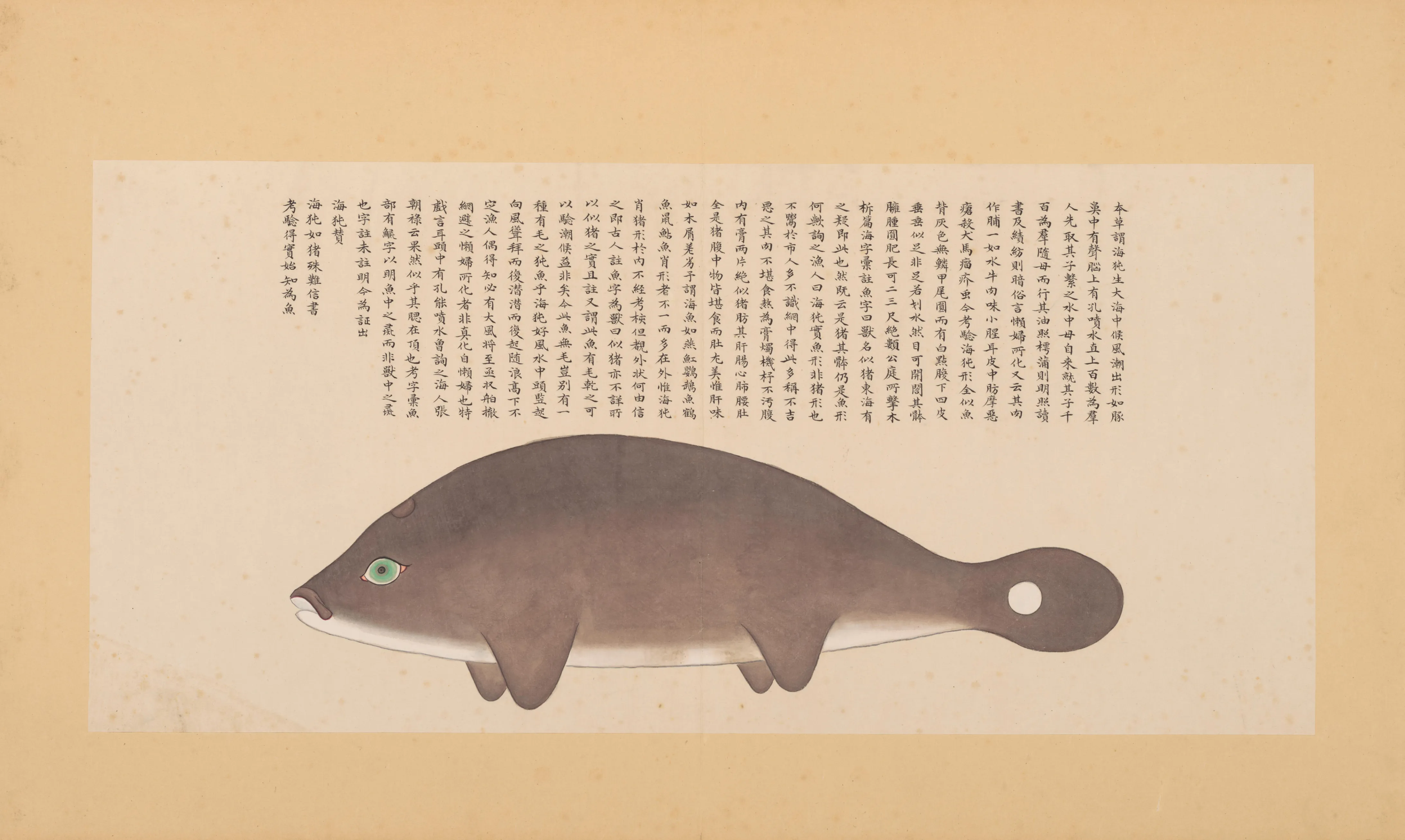 海狶