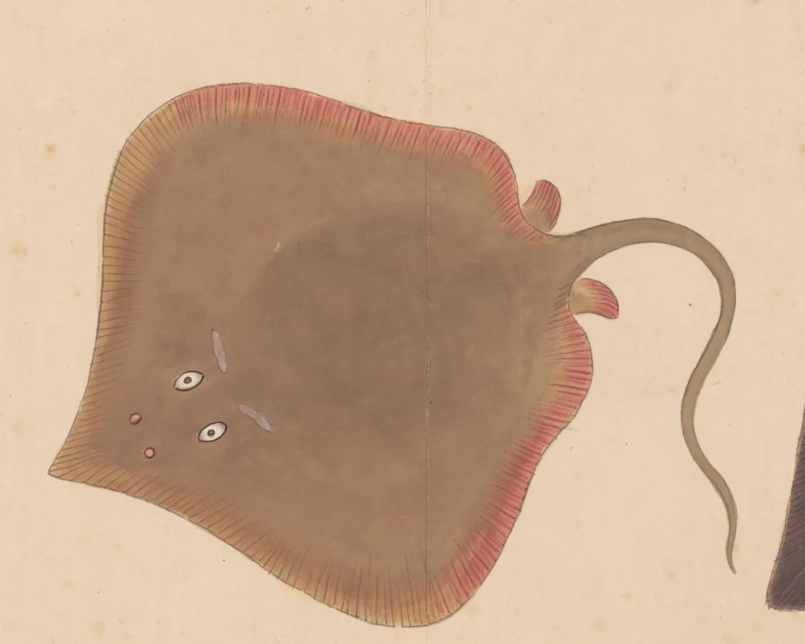 鲼鱼
