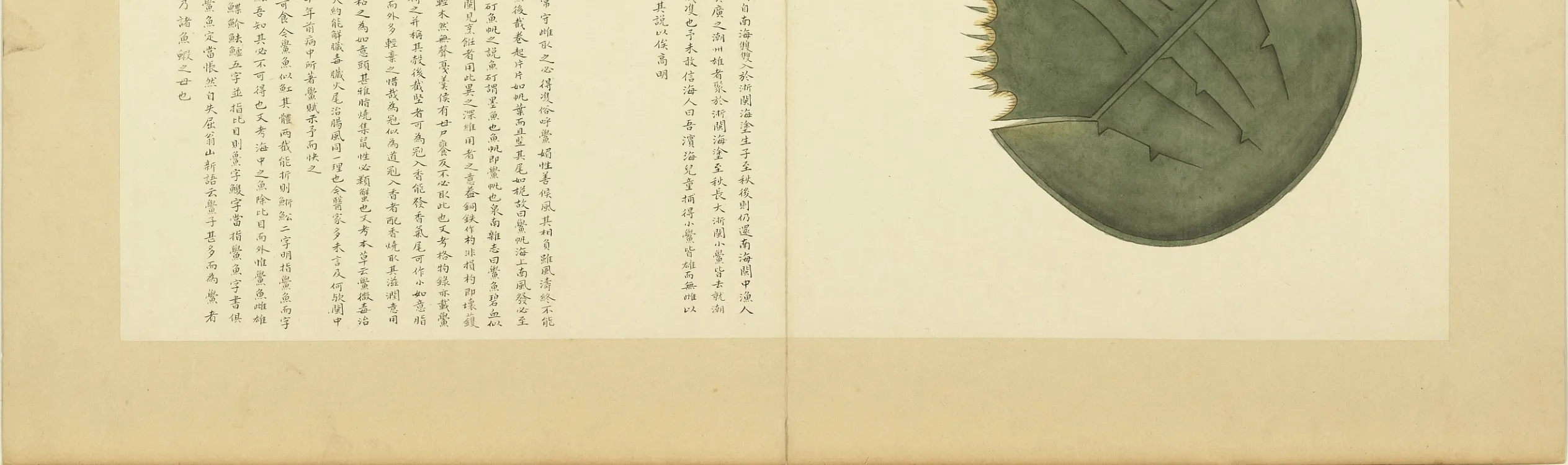 鲎鱼