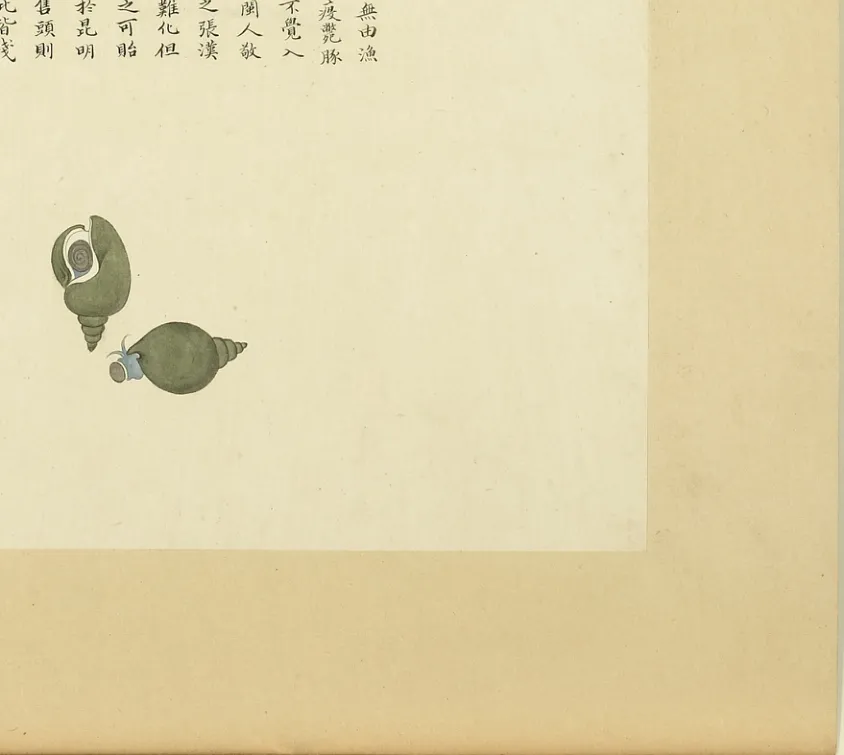 黄螺