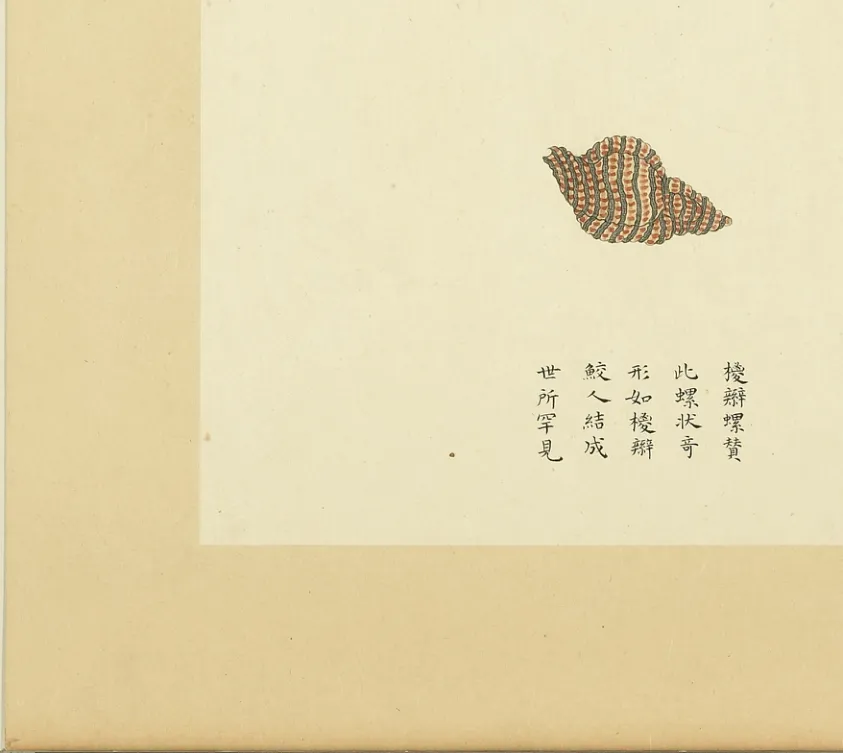 棱瓣螺