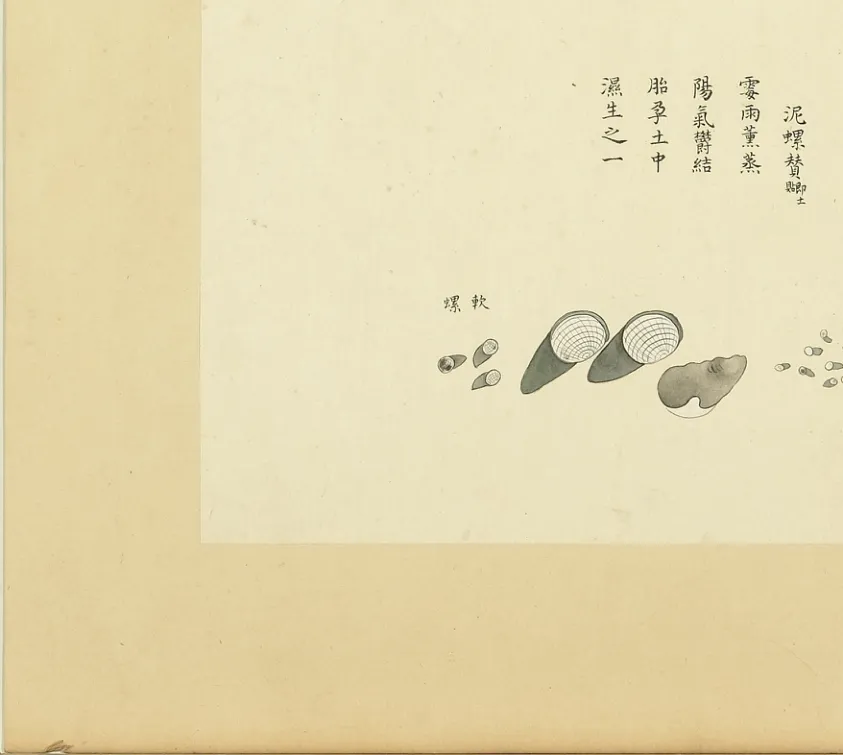 泥螺