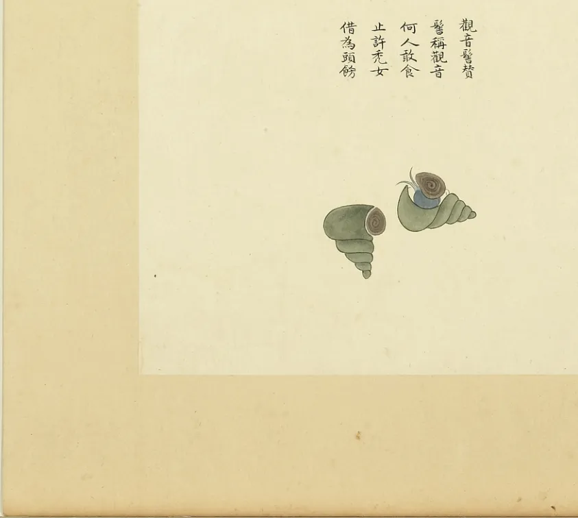 观音螺