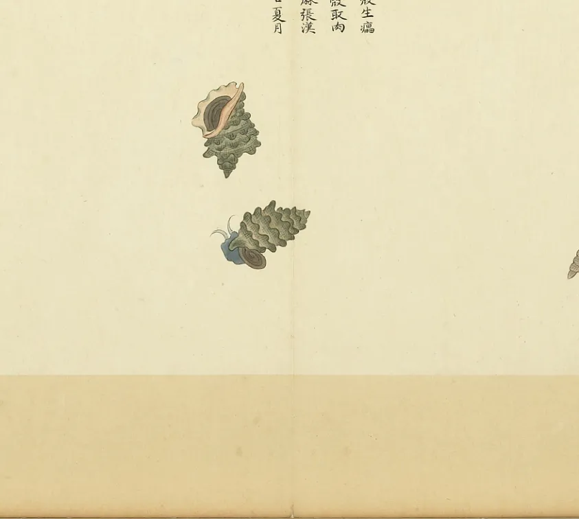 辣螺