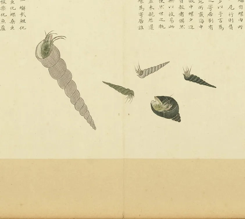 寄居螺