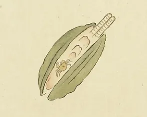 蟞蝔