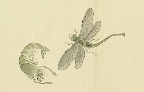 虾化蜻蛉_1