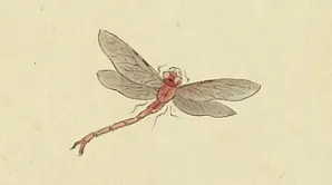 虾化蜻蛉_2