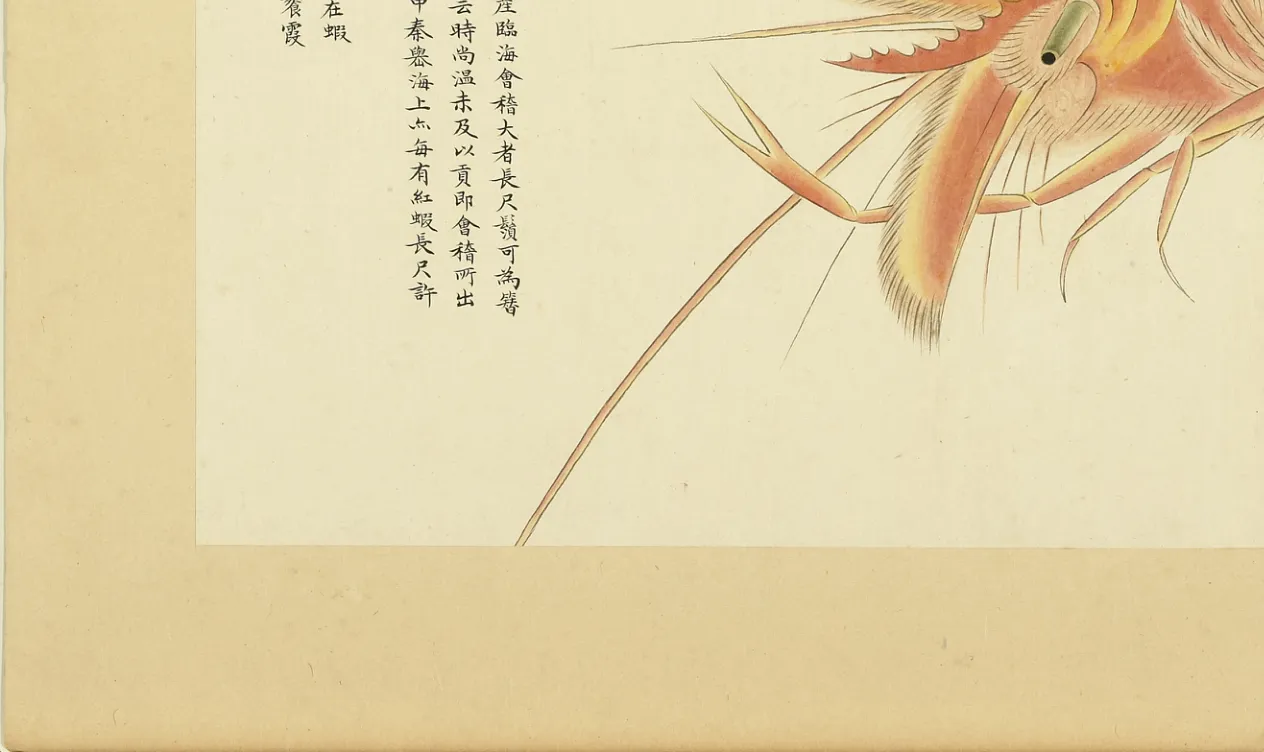 大红虾