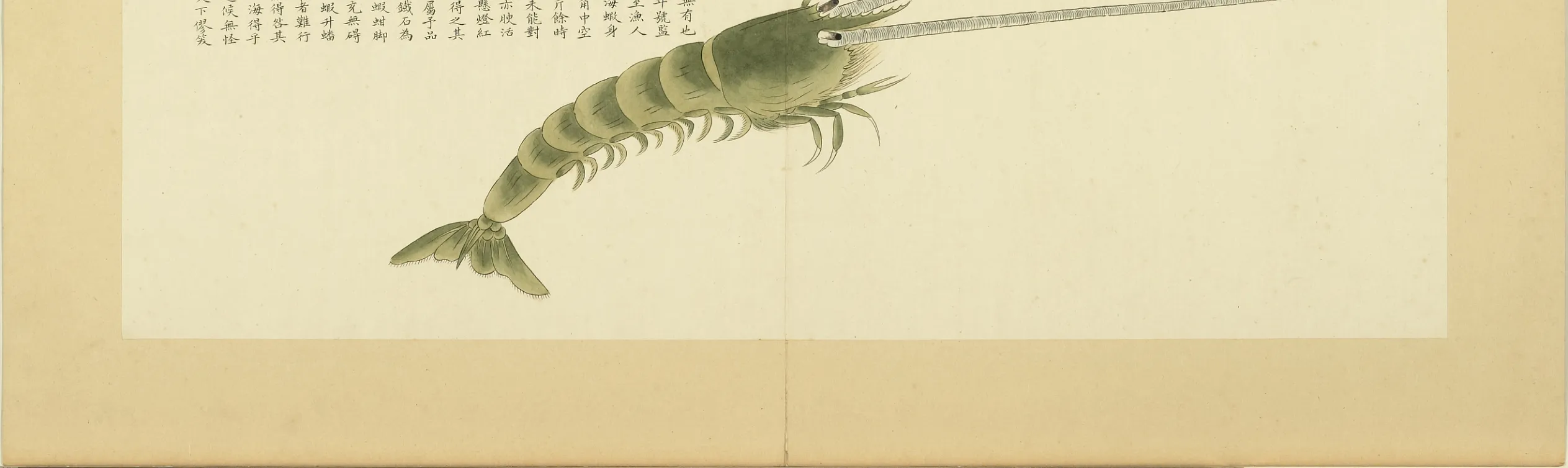 空须龙虾