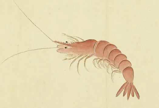 红虾