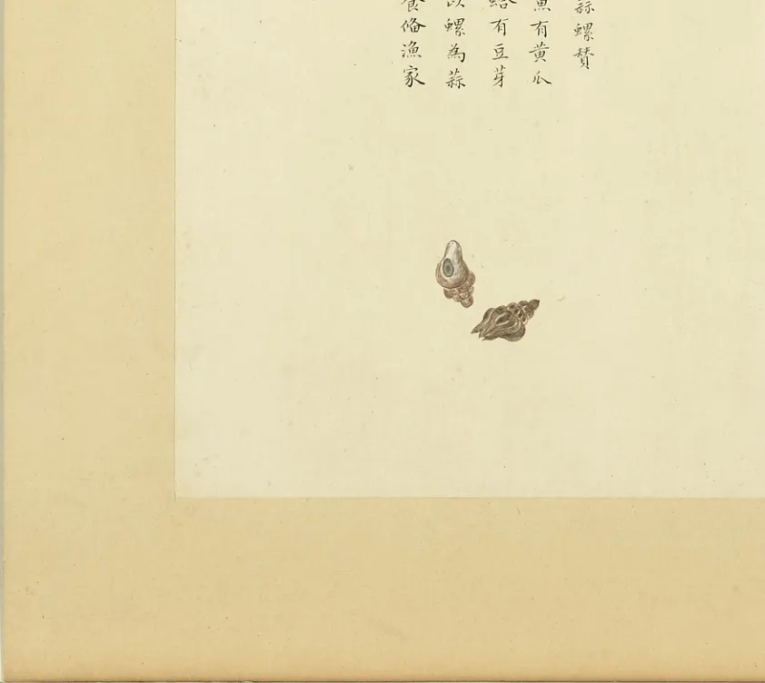 螄螺