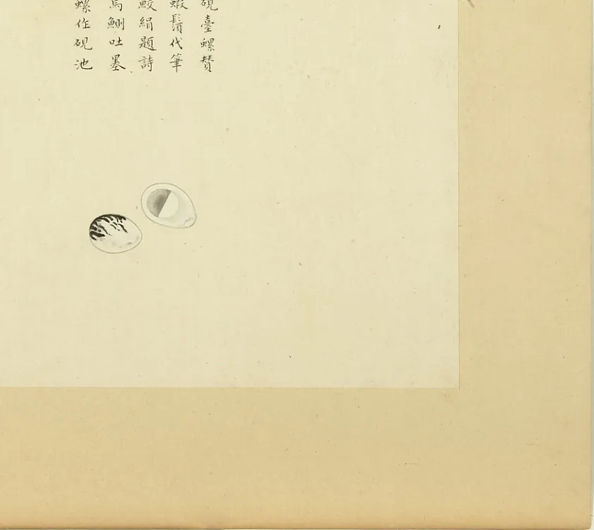 砚台螺