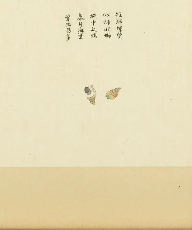 短蛳