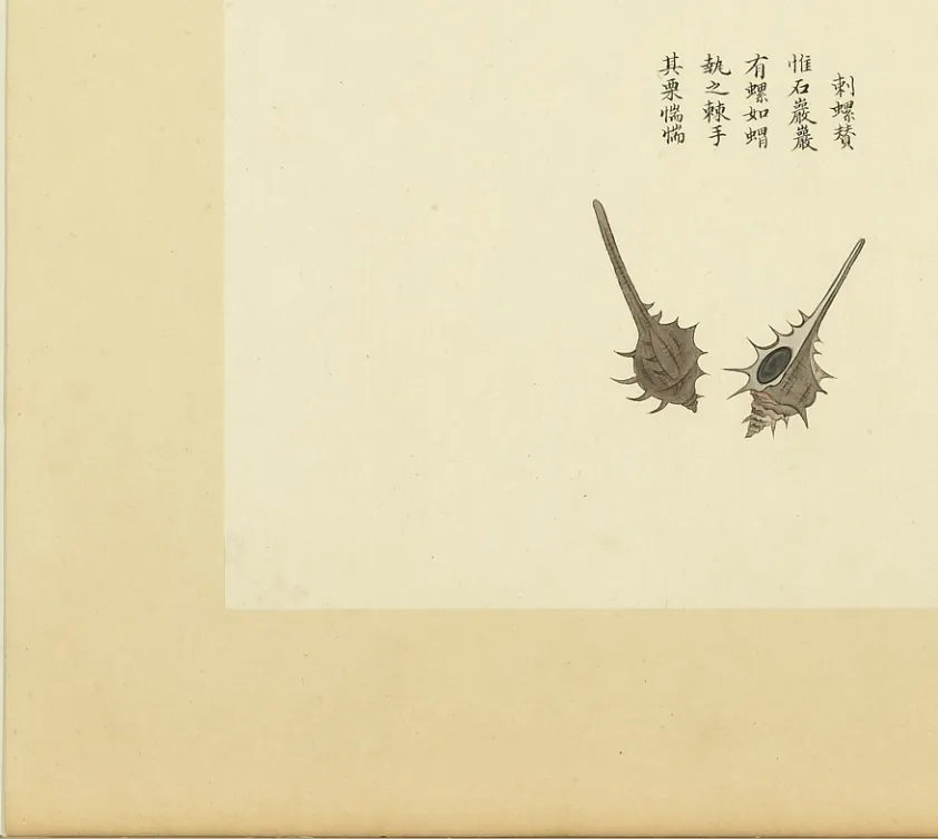 刺螺